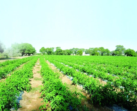Barakat Al-Ansab for trade and breeding of livestock, poultry and fish Company.